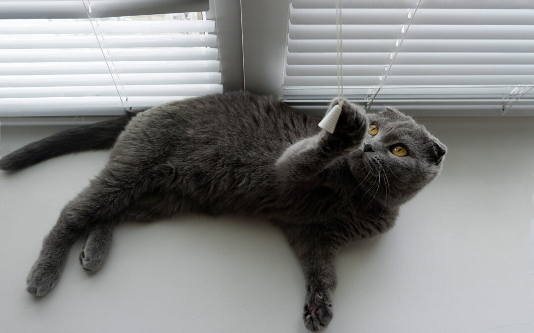 Best Cat-Proofing Window Blinds for Your Home