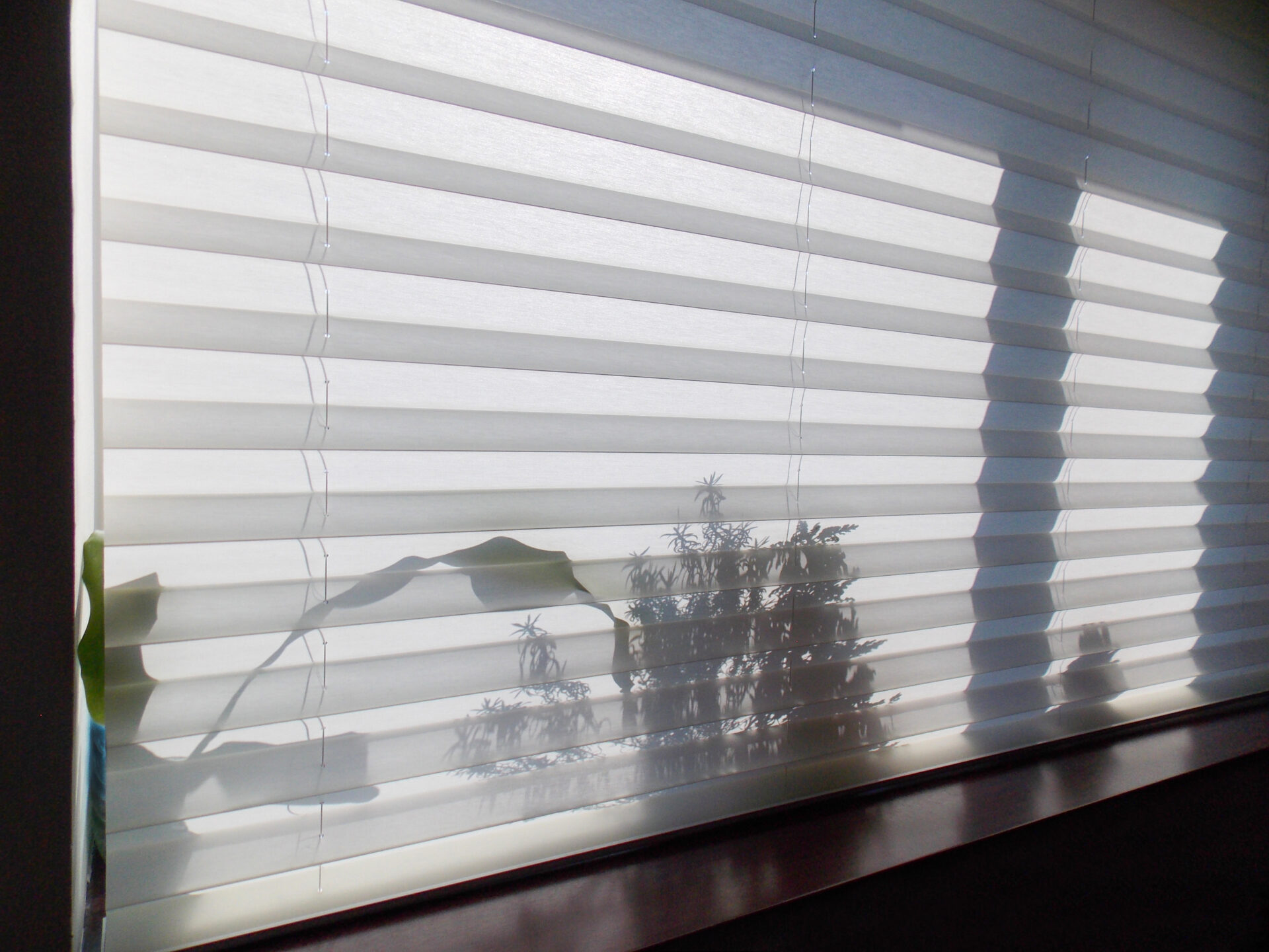 Honeycomb shades or cellular shades with shadows of indoor plants in office window shades. Wholesale Blind Factory